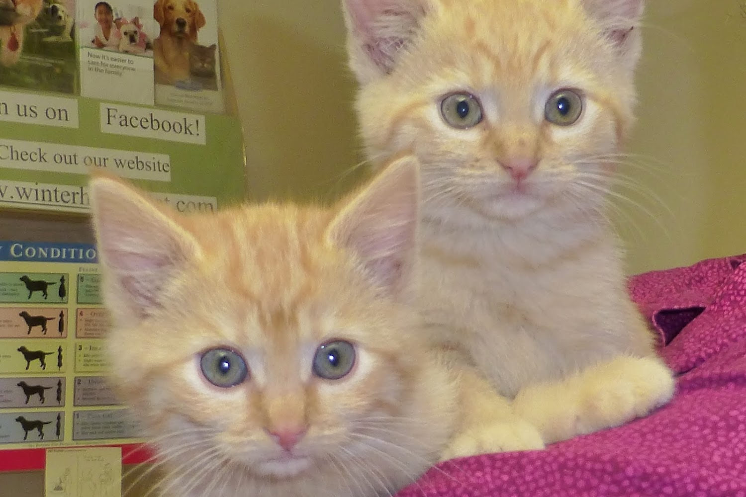 Winter Harbor Veterinary Hospital