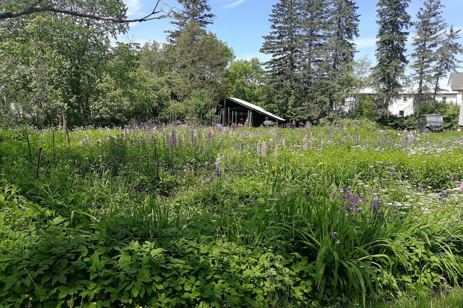 Collie Rescue League of New England