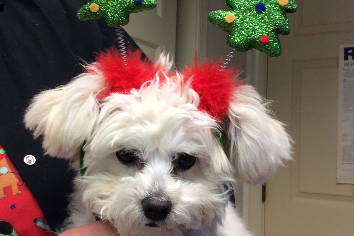 Ironstone Veterinary Hospital