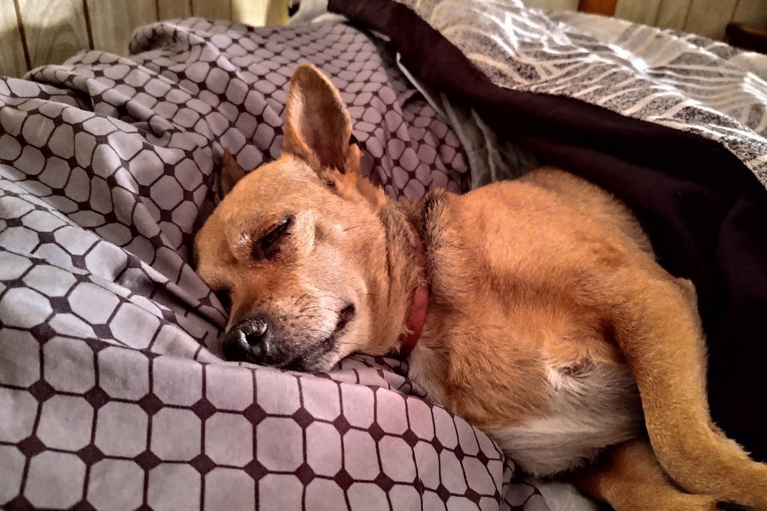 Ringtown Valley Veterinary Hospital