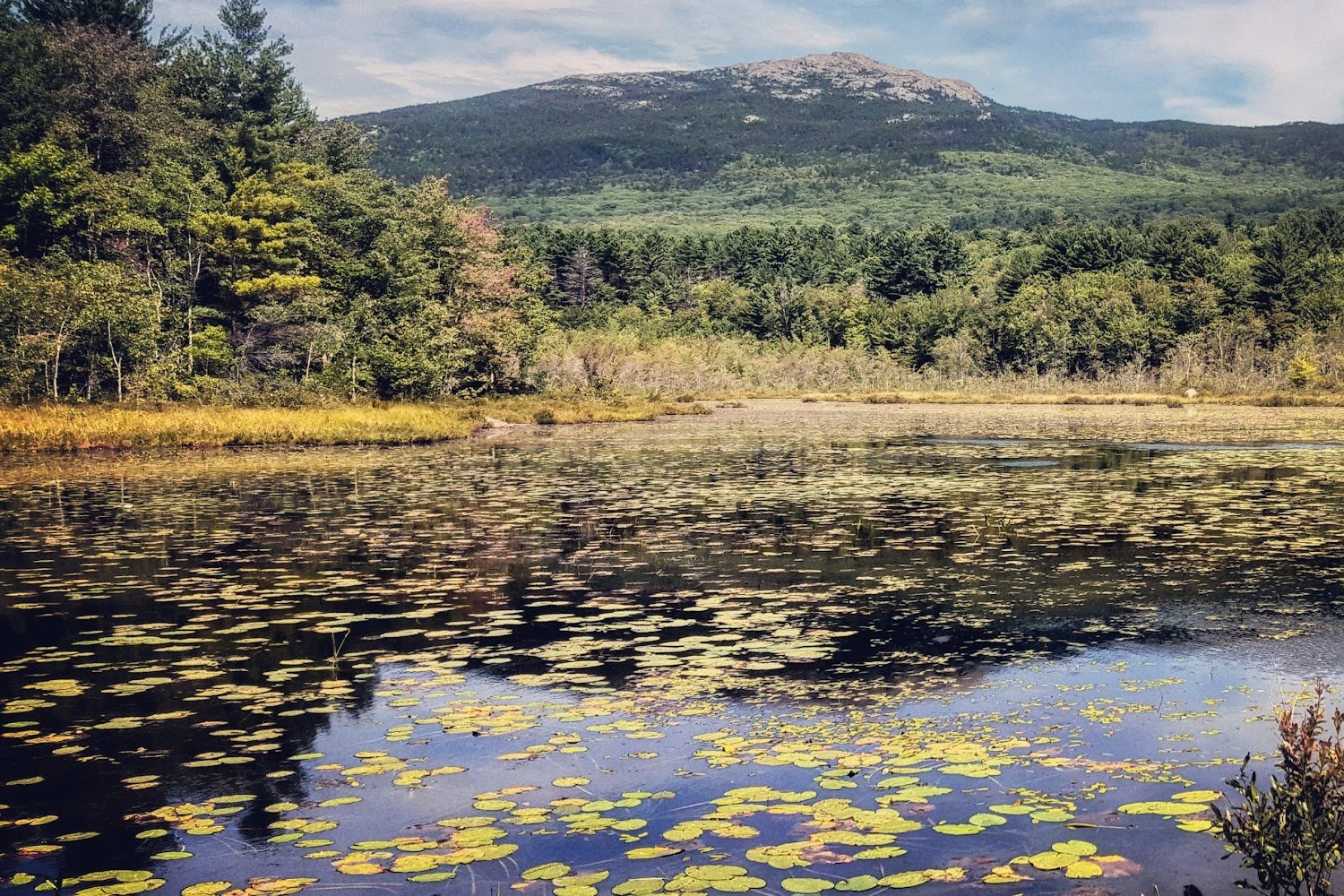 Turtle Rock Rescue, Inc.