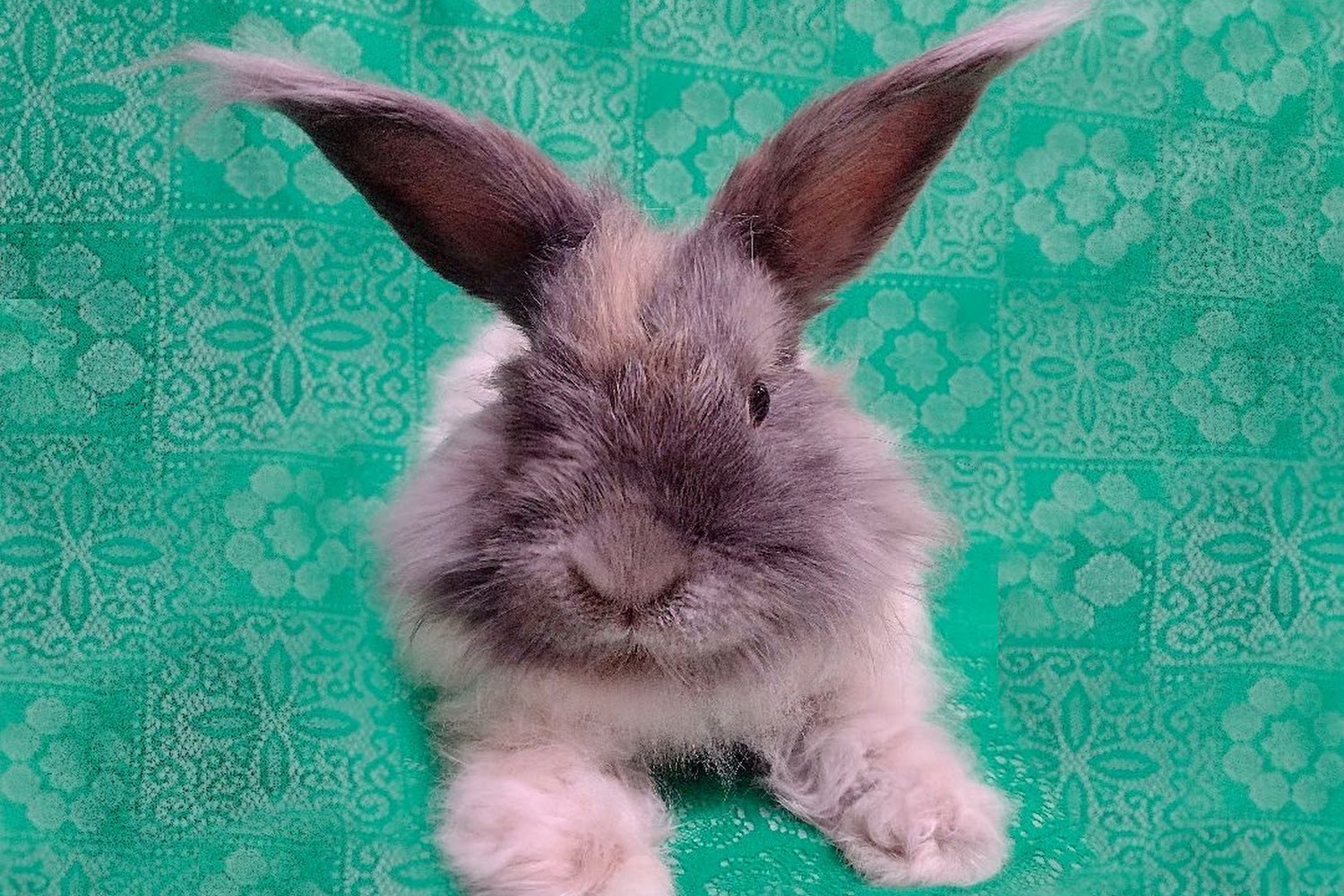 West Valley Animal Hospital