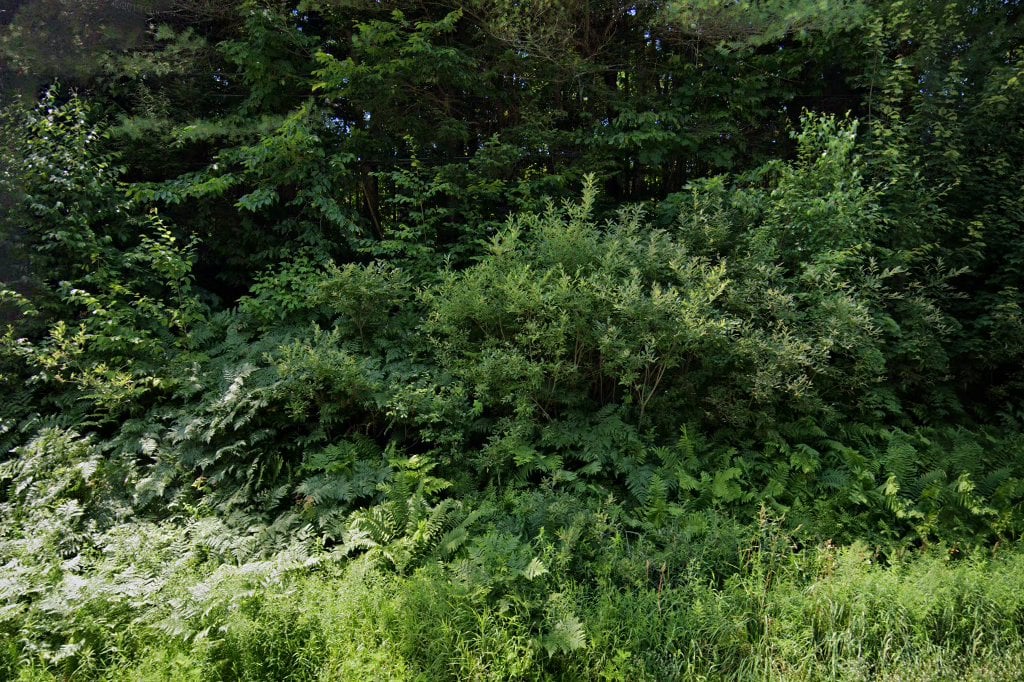 Above the Notch Humane Society