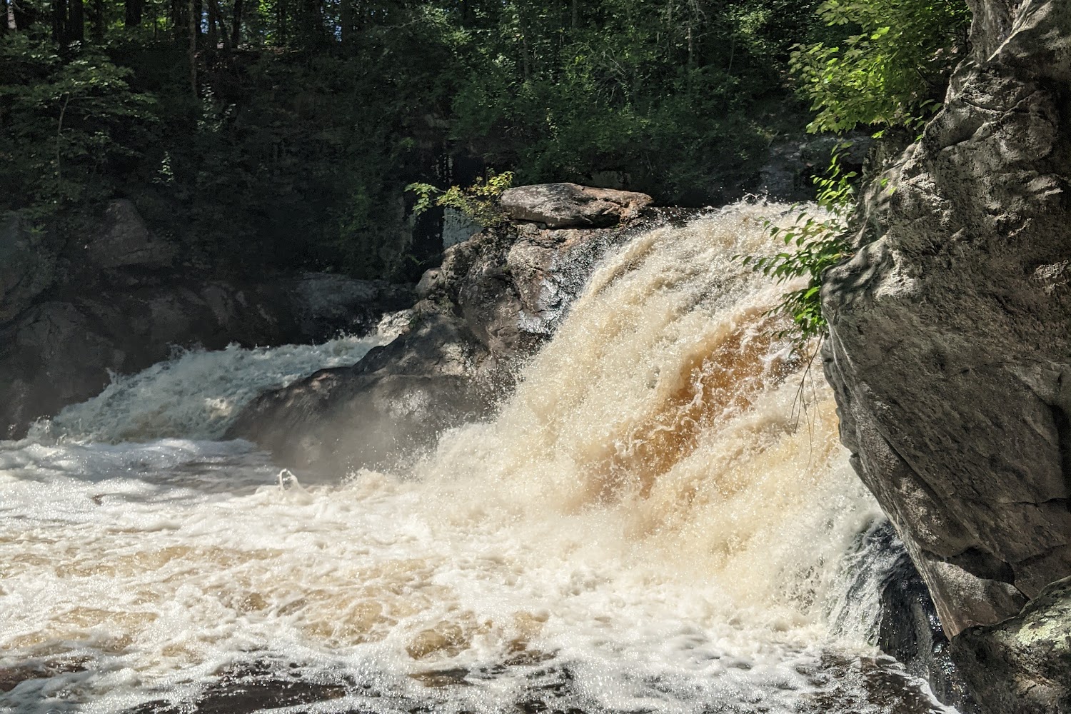 New Hampshire Doberman Rescue