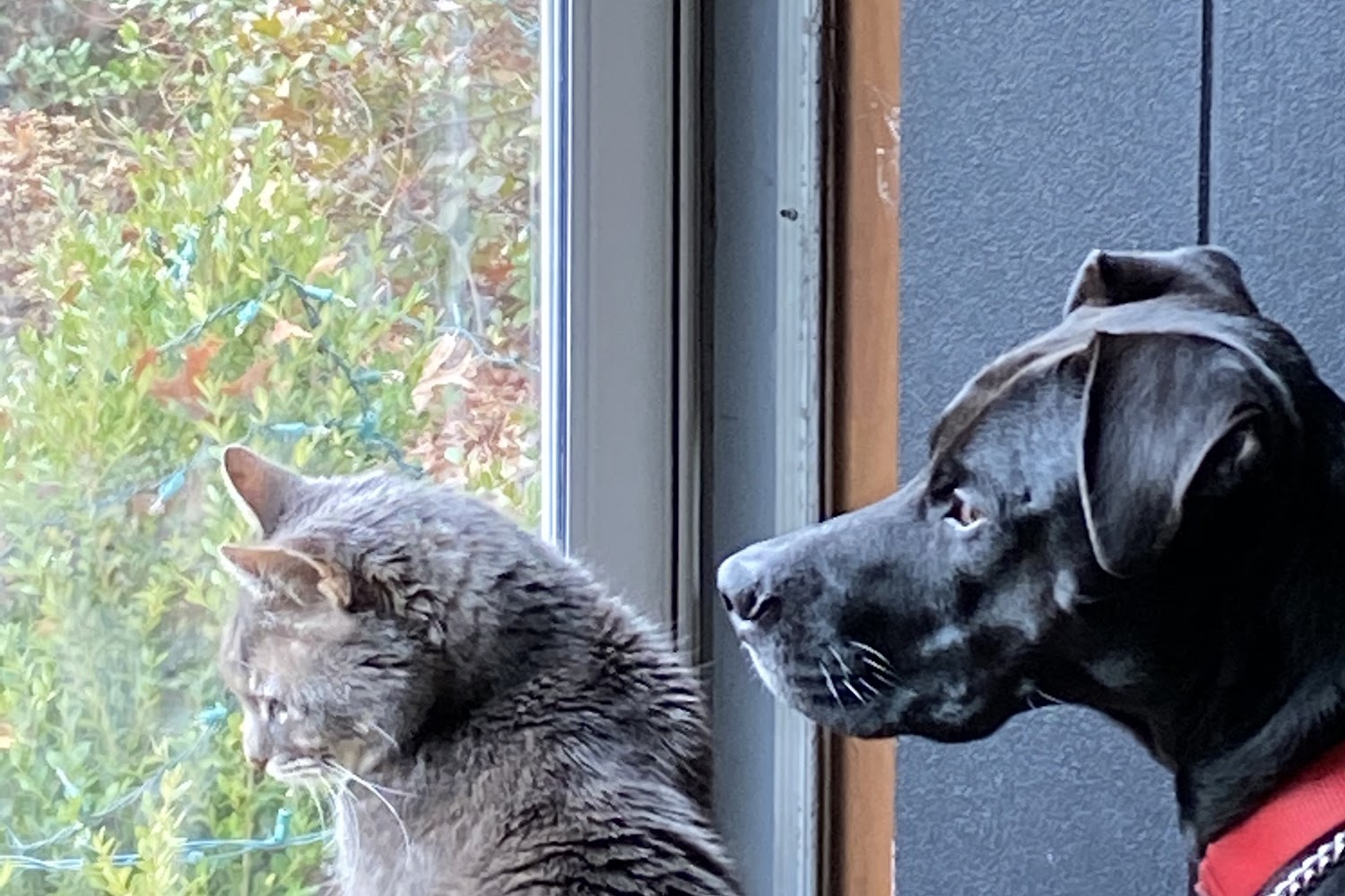 Greyhound Placement Service