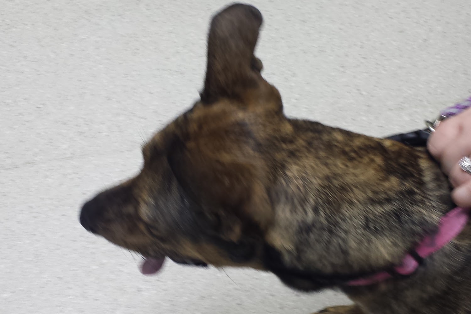 Veterinary Hospital of Dillon