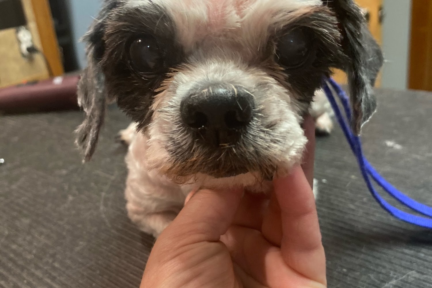 Hoisington Veterinary Hospital