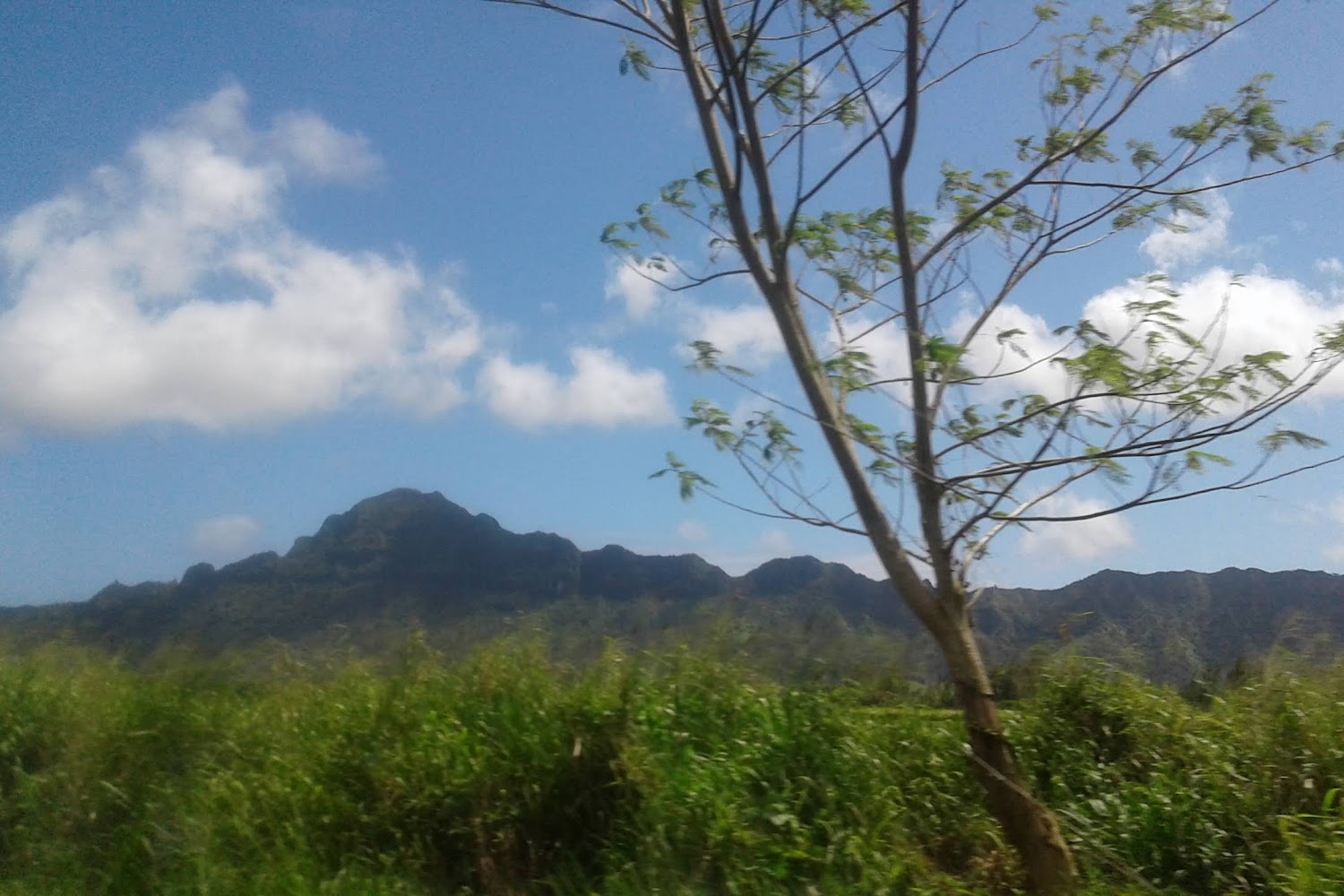 Kauai Humane Society