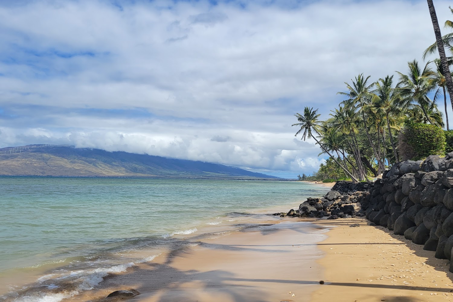 Last Resort Dog Rescue