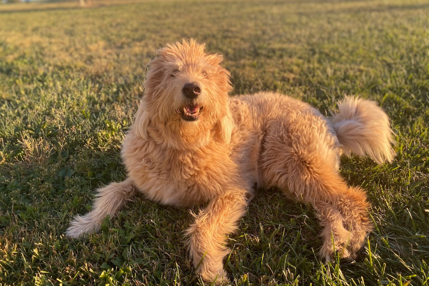 Indian Creek Veterinary Hospital