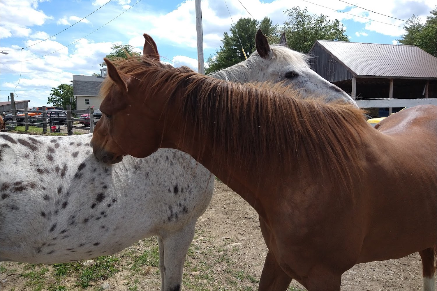 Live and Let Live Farm