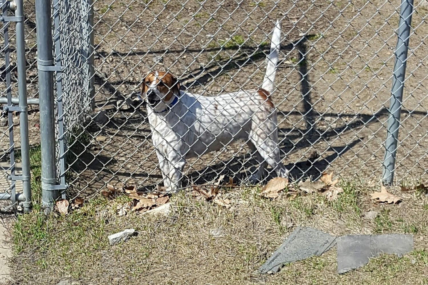 New Hampshire Humane Society