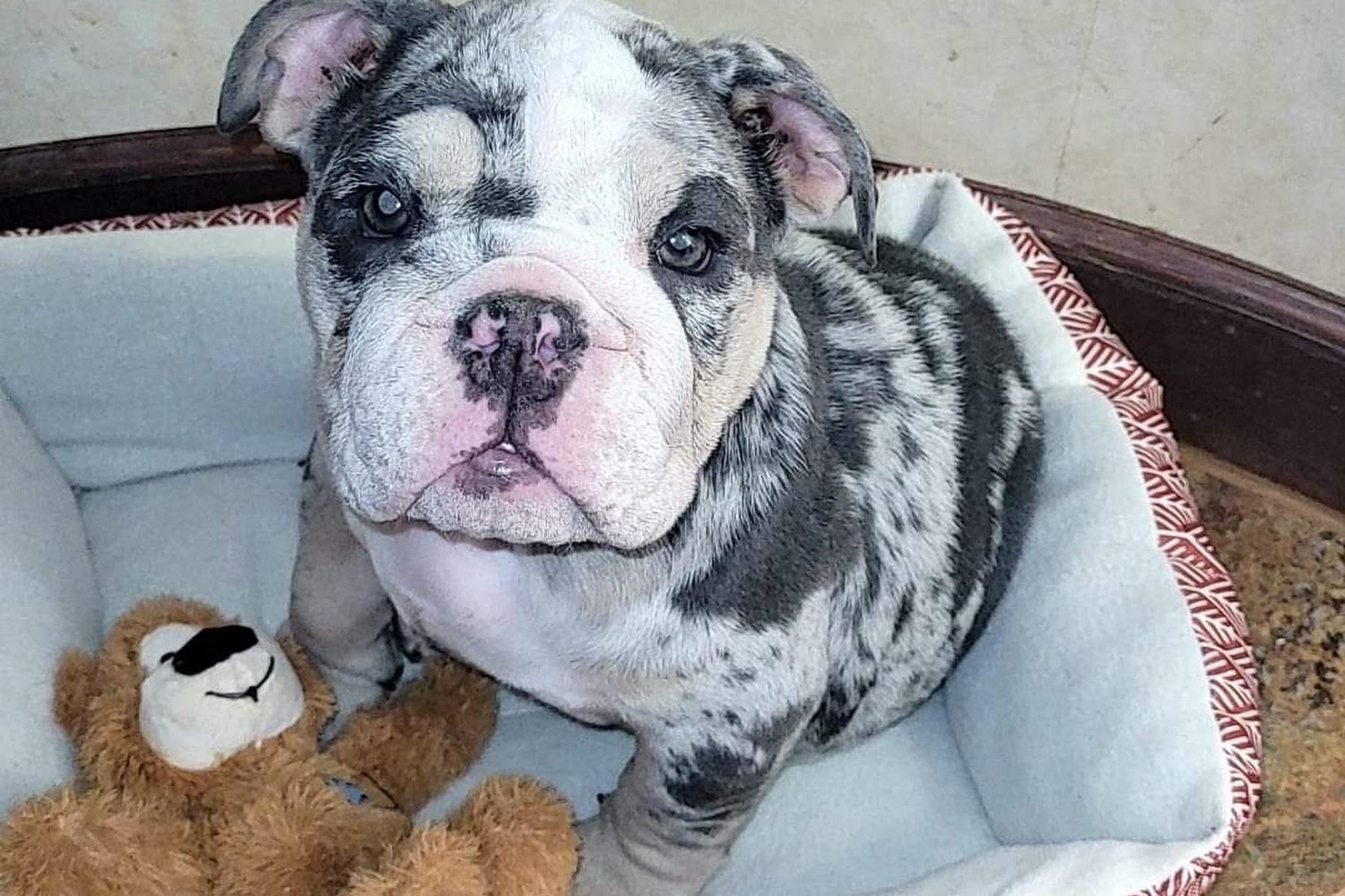 Celina Animal Hospital