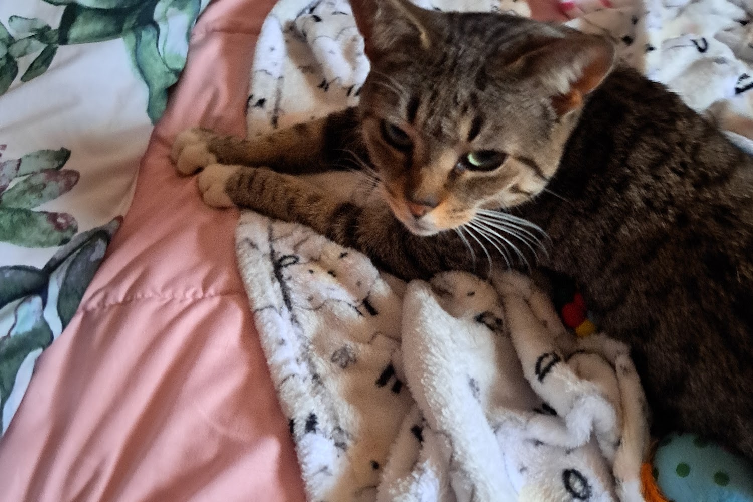 Standish Humane Society