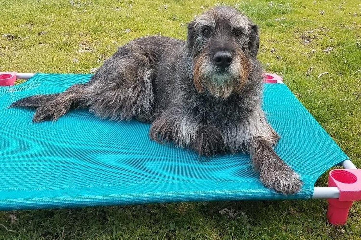 St Francis Animal Hospital