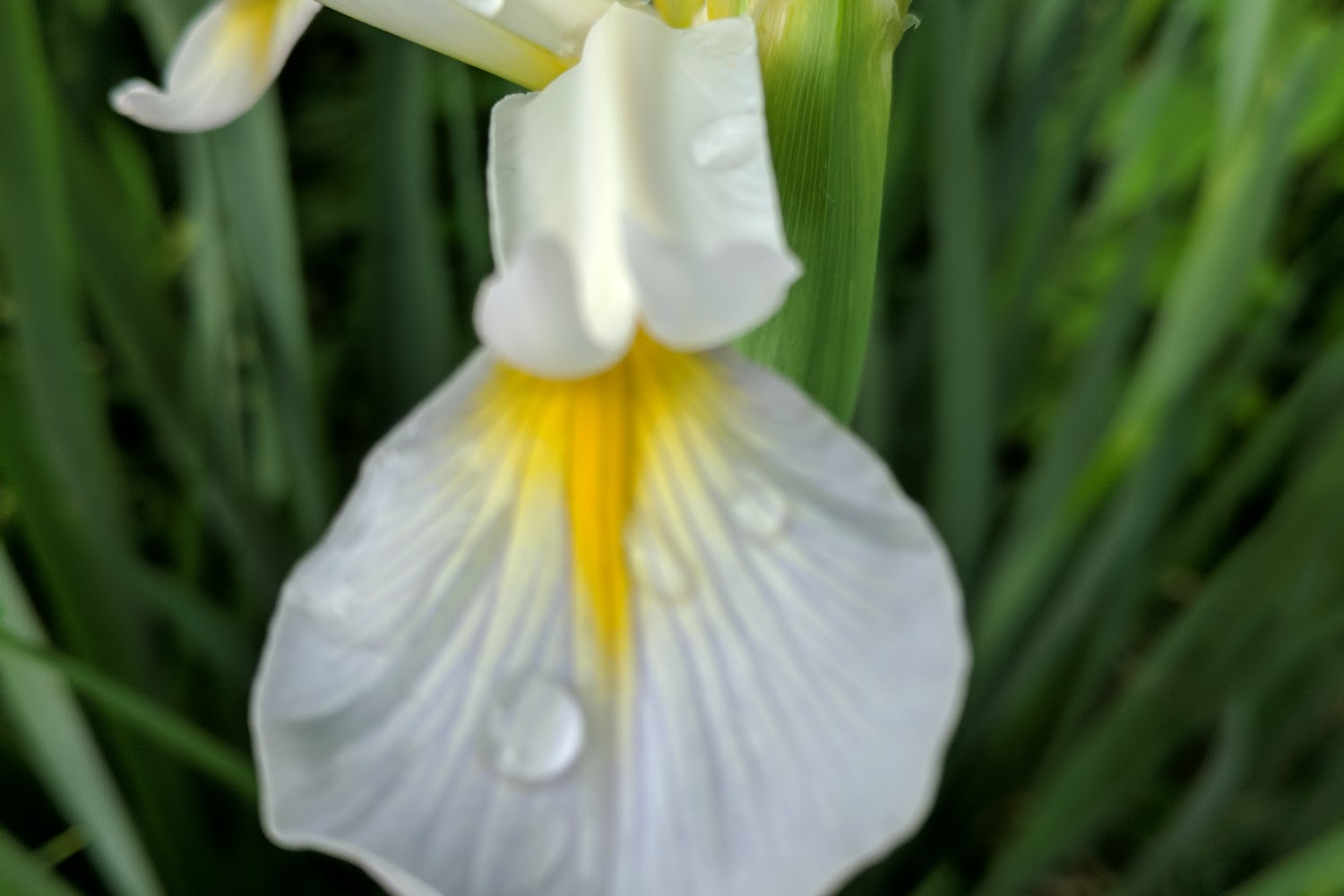 One More Chance Rescue and Adoption