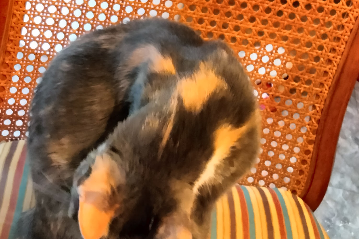 Erie County Dog Shelter