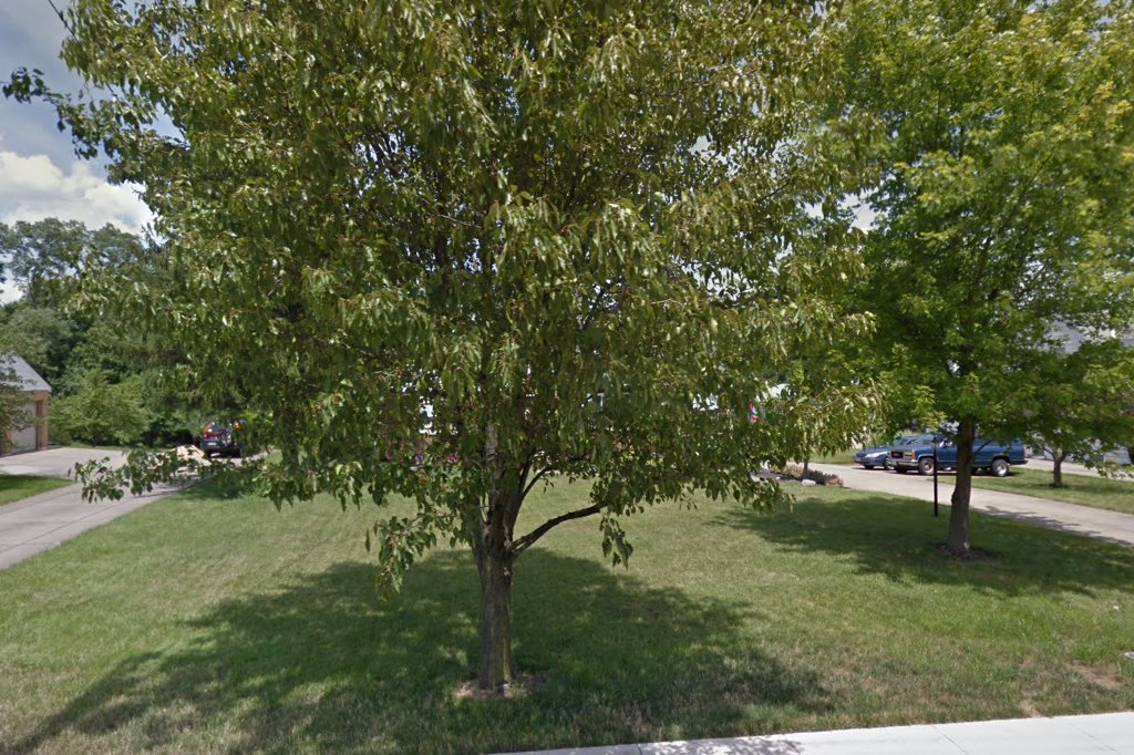 Pet Adoption & Rescue Service