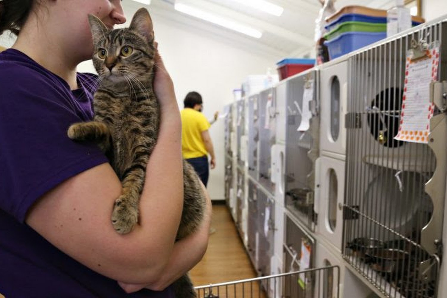 Knox County Humane Society