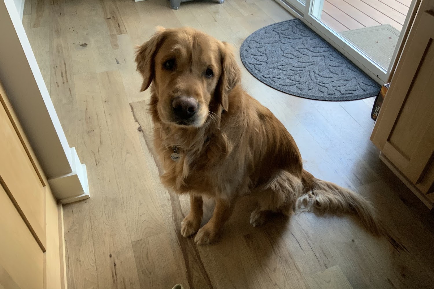 Lionsgate Pet Hospital