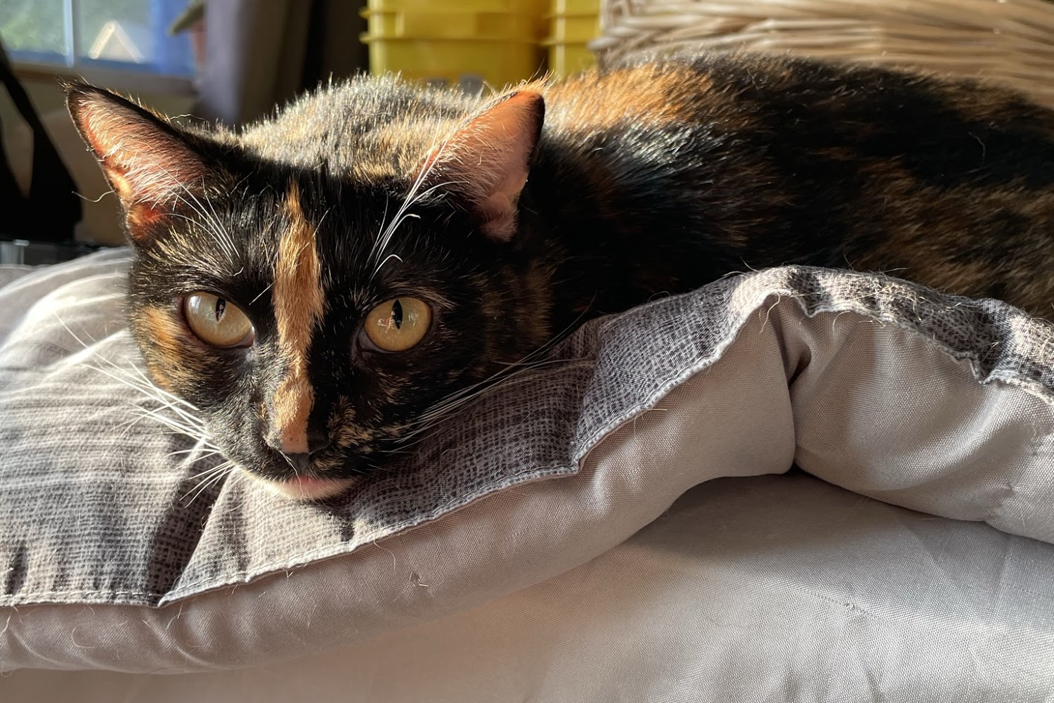 Lewis Clark Animal Shelter