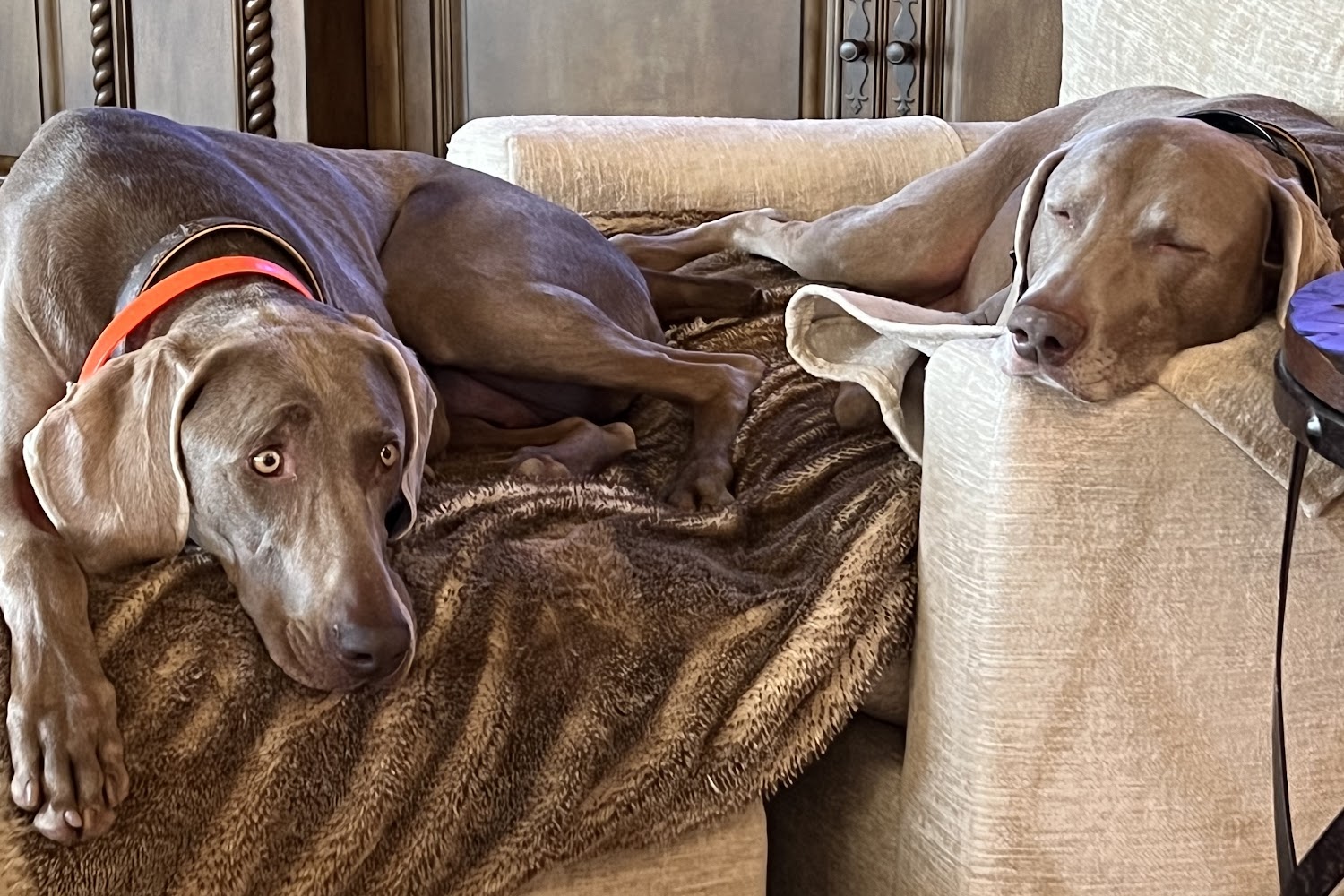 Gallatin Animal Hospital