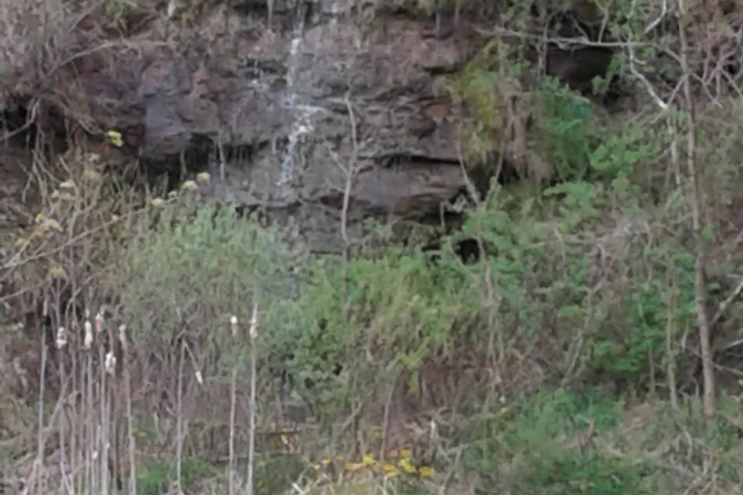 Raleigh County Animal Rescue Rcar