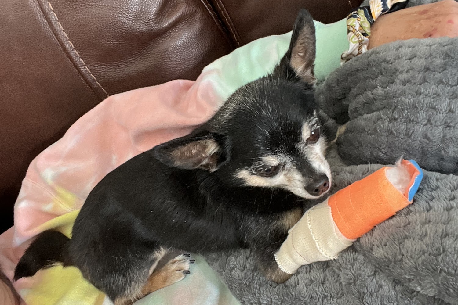 Monticello Animal Hospital