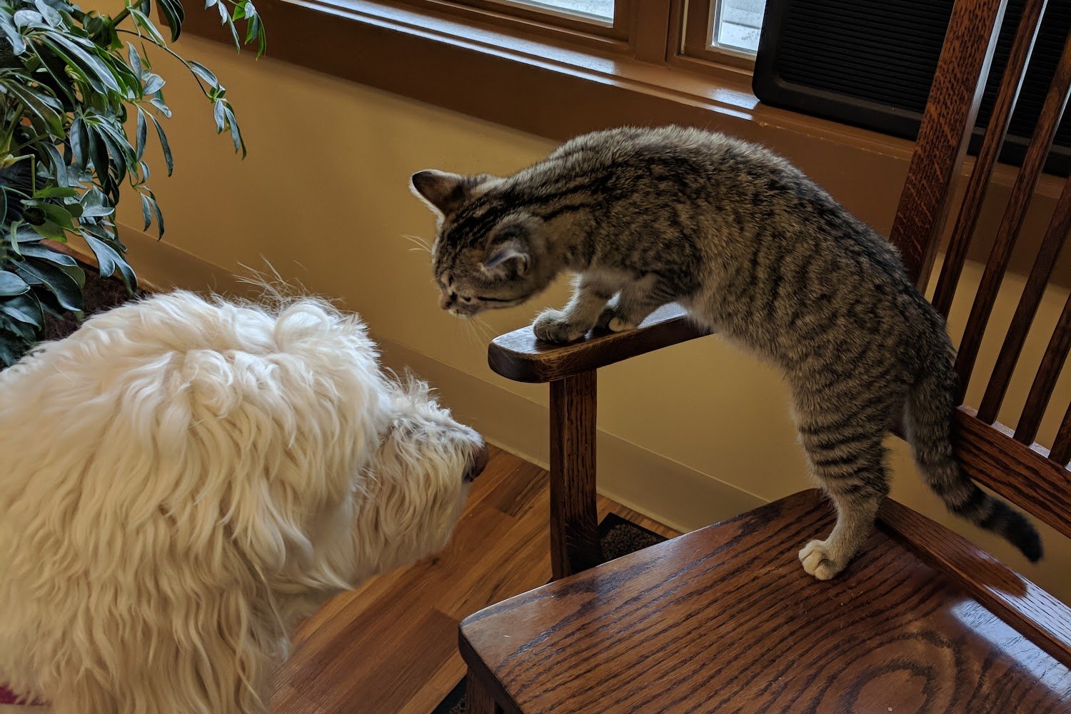 Cheshire Crossing Animal Hospital