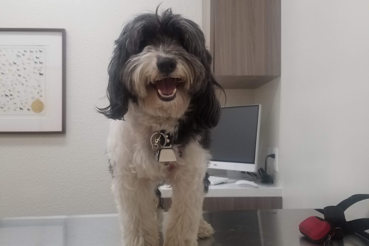 Pet Vet Animal Health Care Group