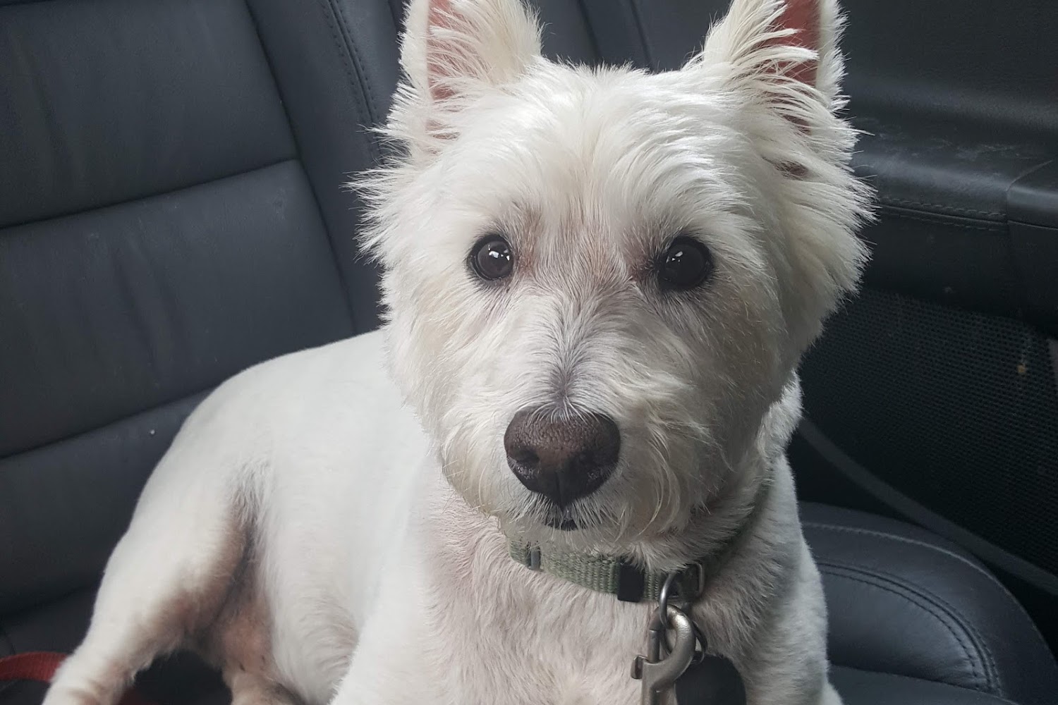 VCA College Hill Animal Hospital