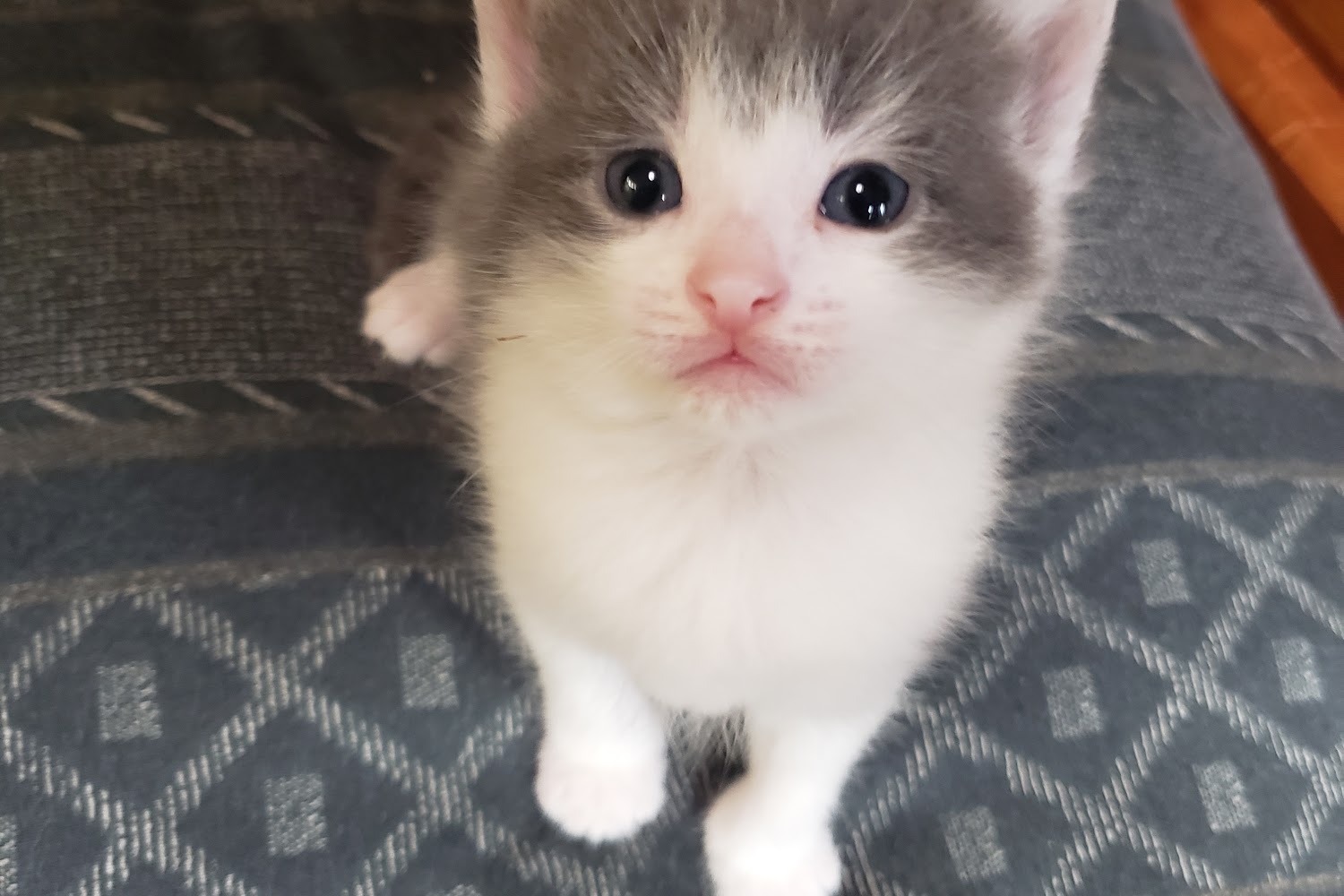 Columbus Dog Connection