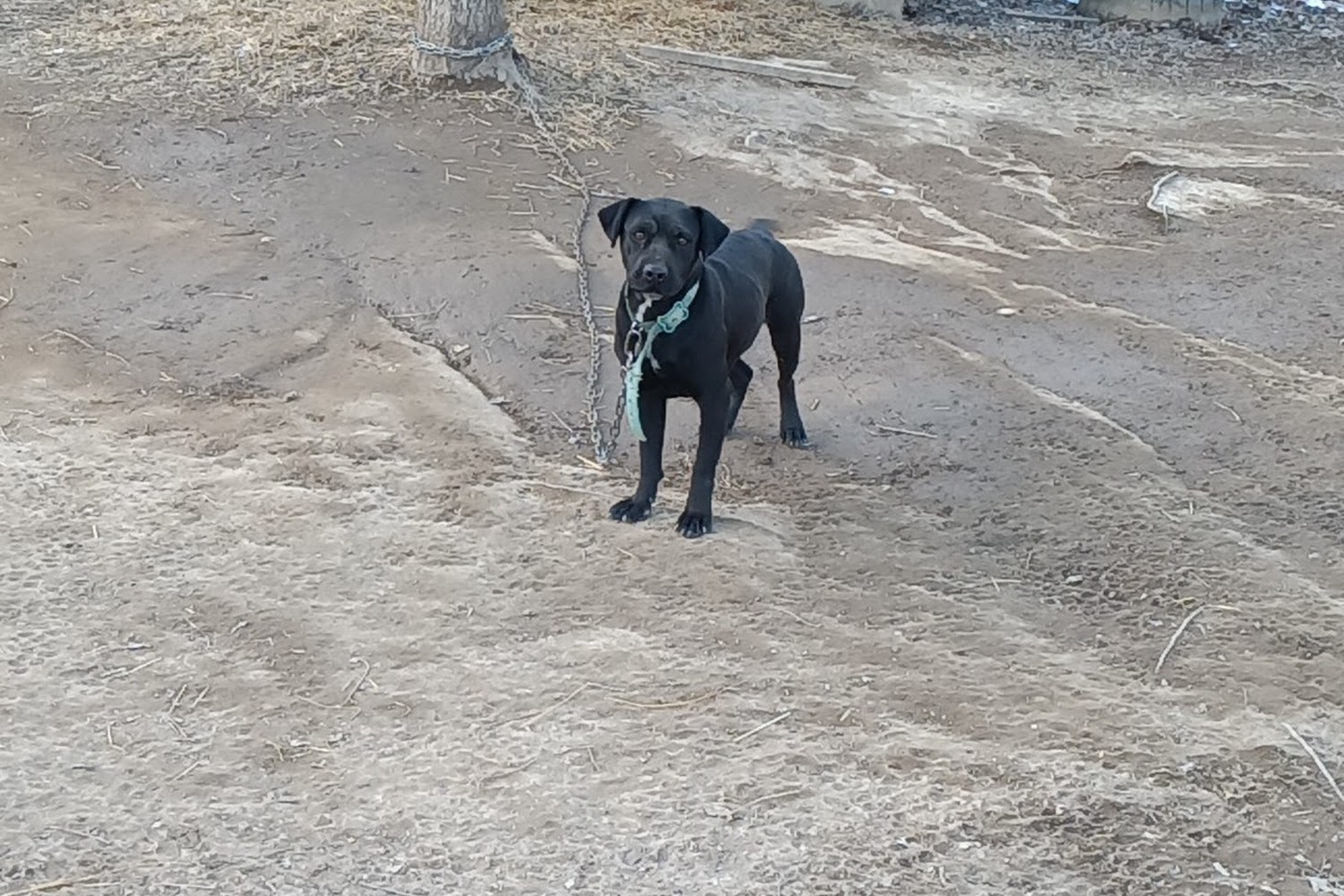 Jackson County Dog Warden