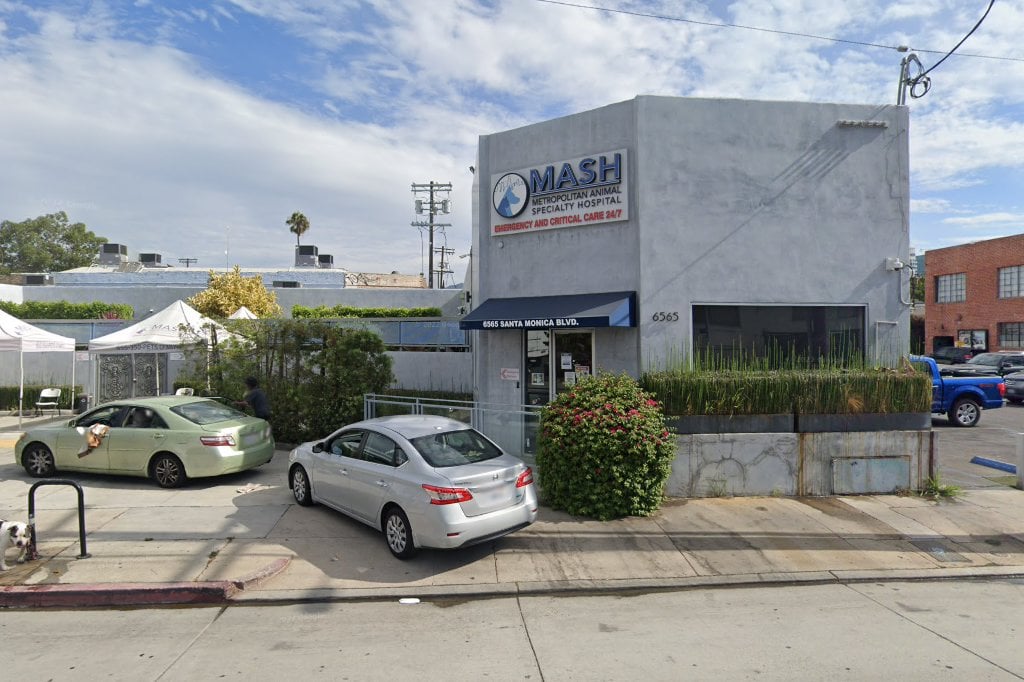 Metropolitan Animal Specialty Hospital