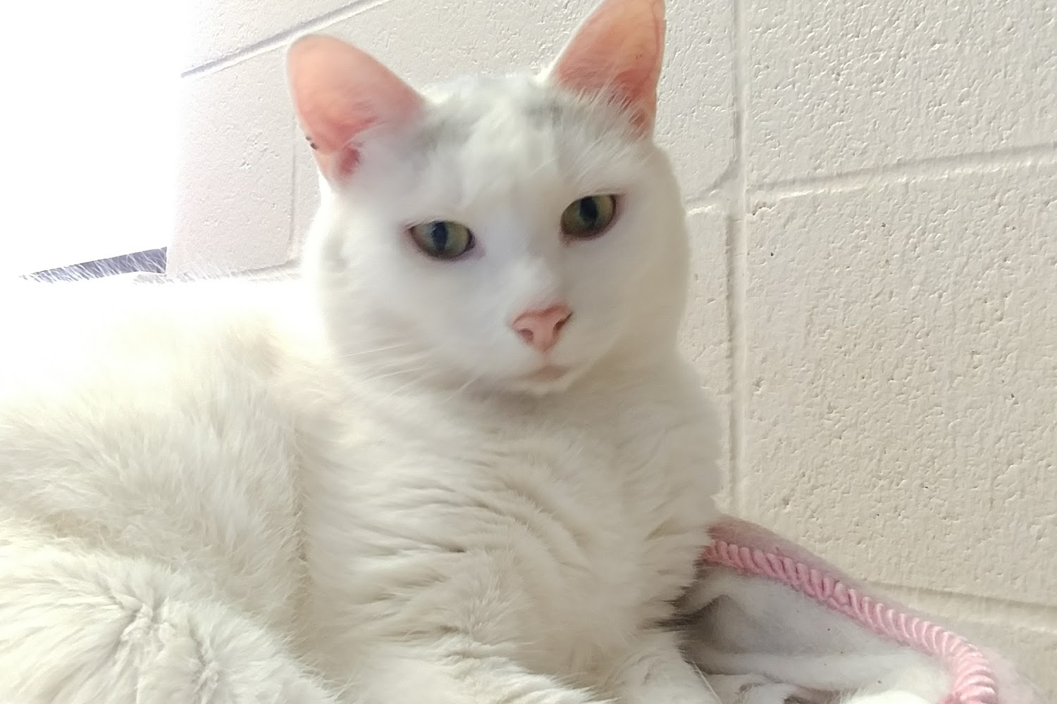 The Humane Society of Allen County