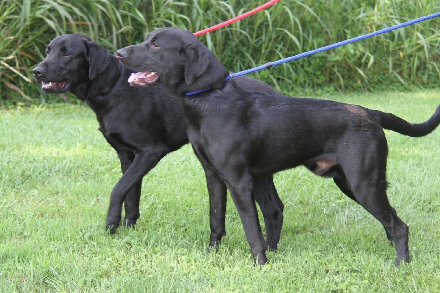 Humane Society of the Ohio Valley