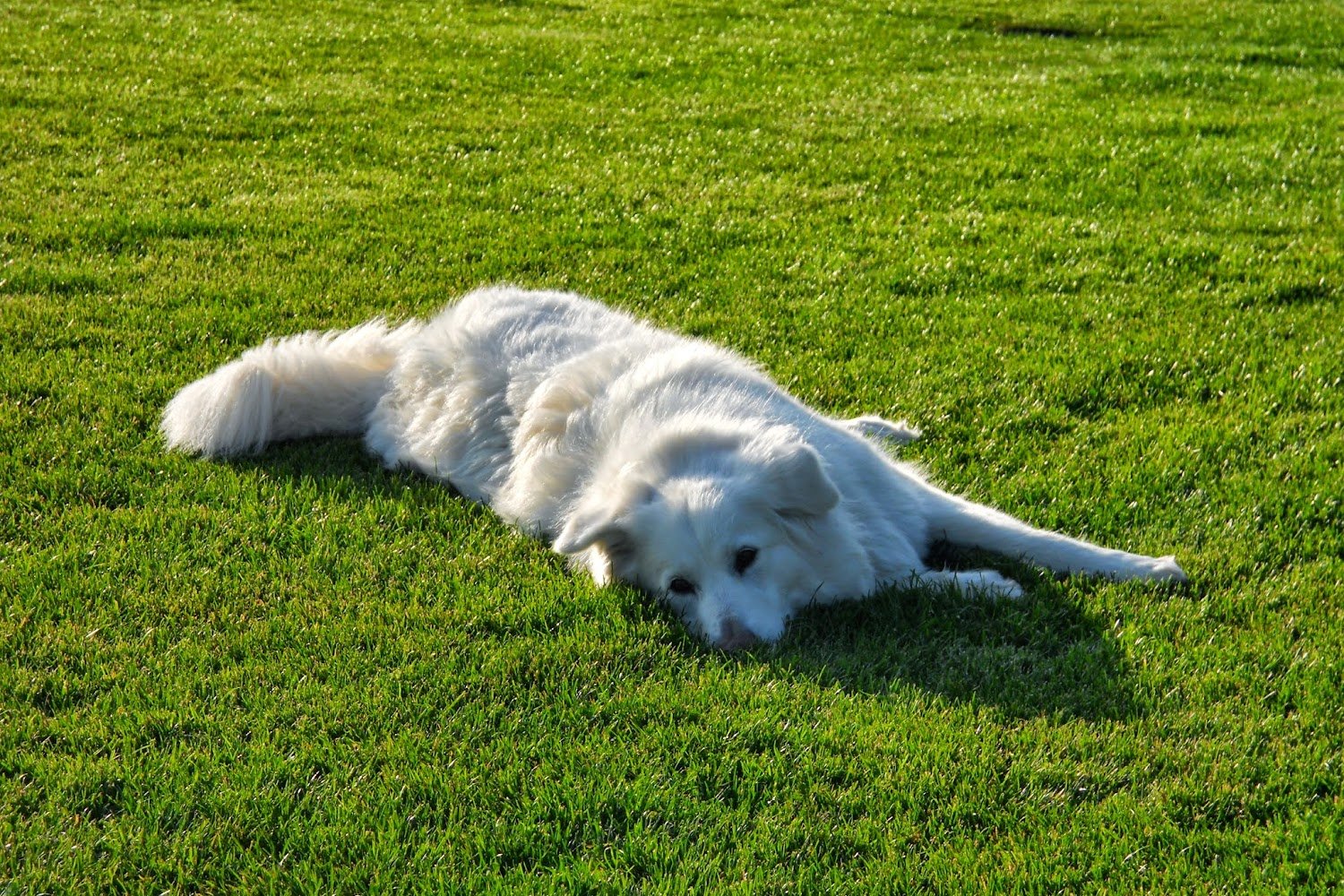 All Bay Animal Hospital