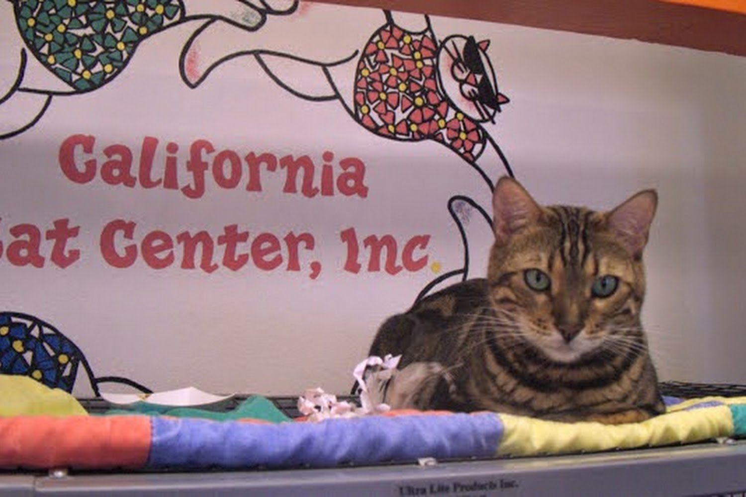 Andrea Mullen's Mobile Veterinarian Hospital