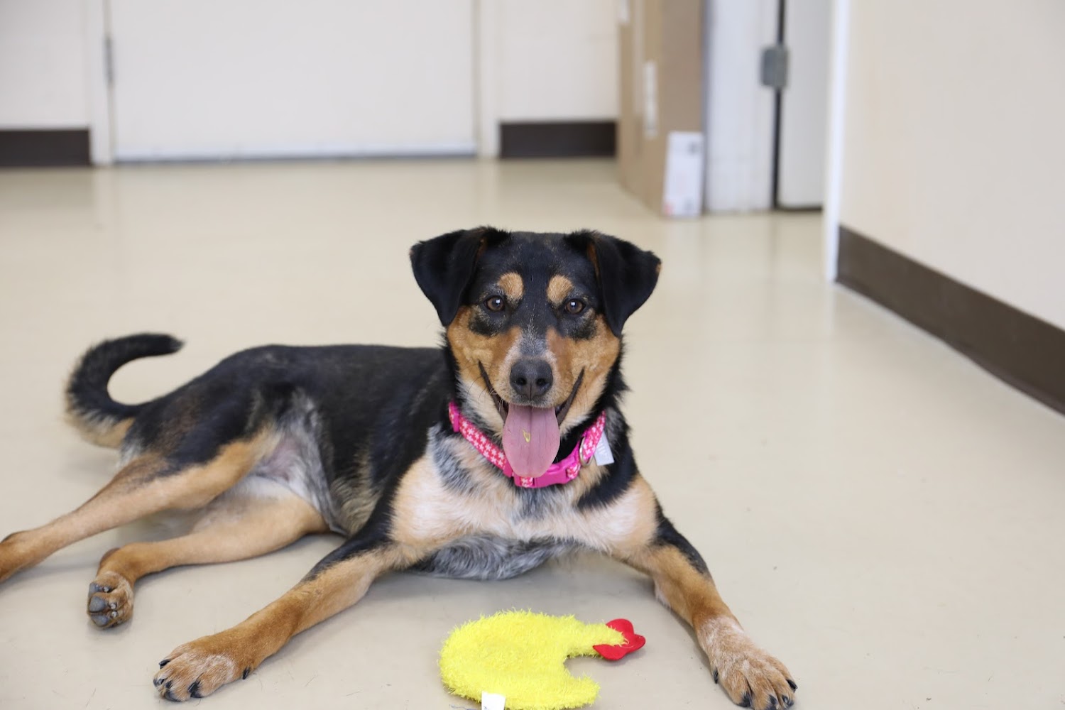 Tullahoma Animal Control