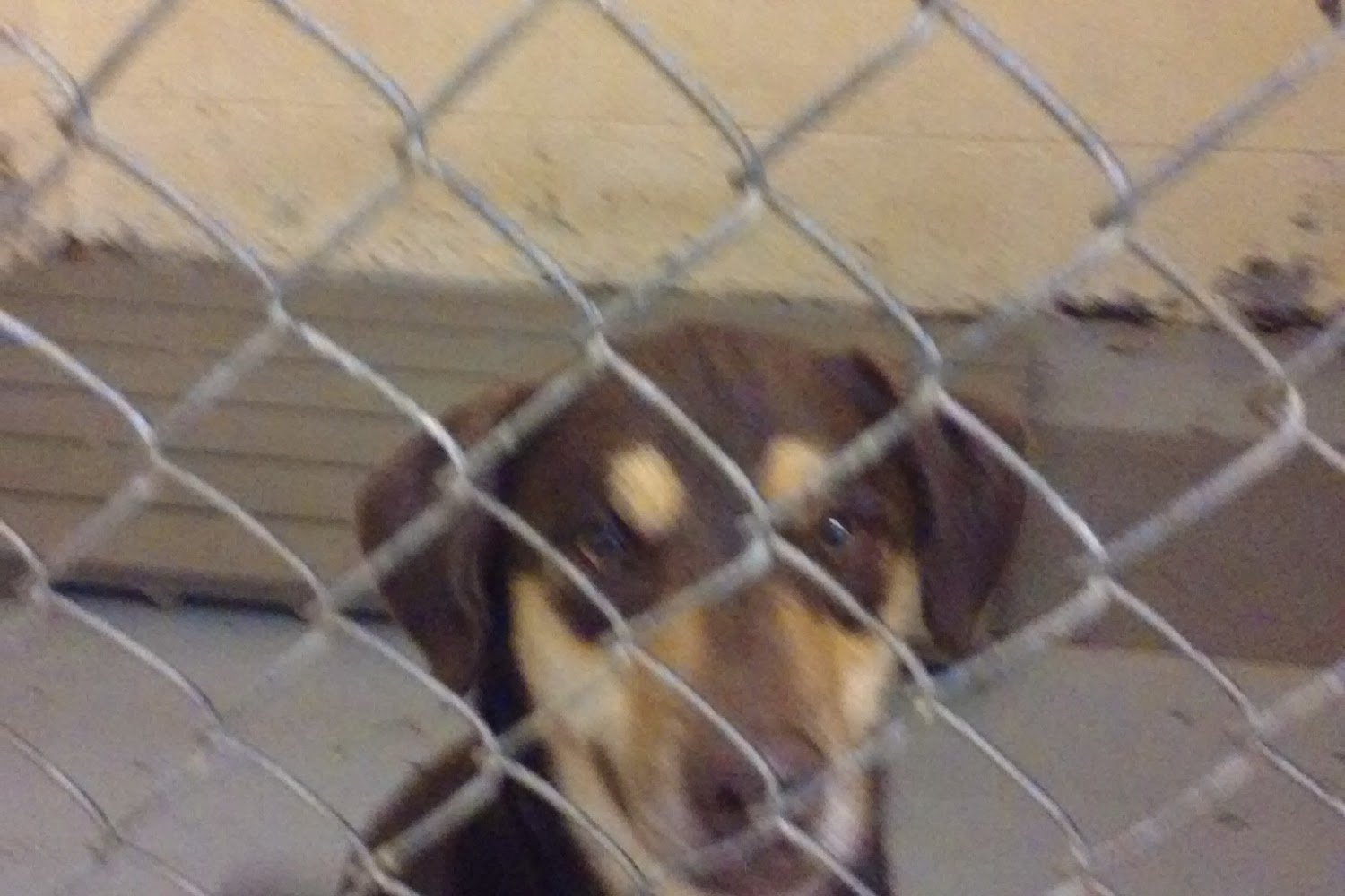 Sullivan County Animal Shelter