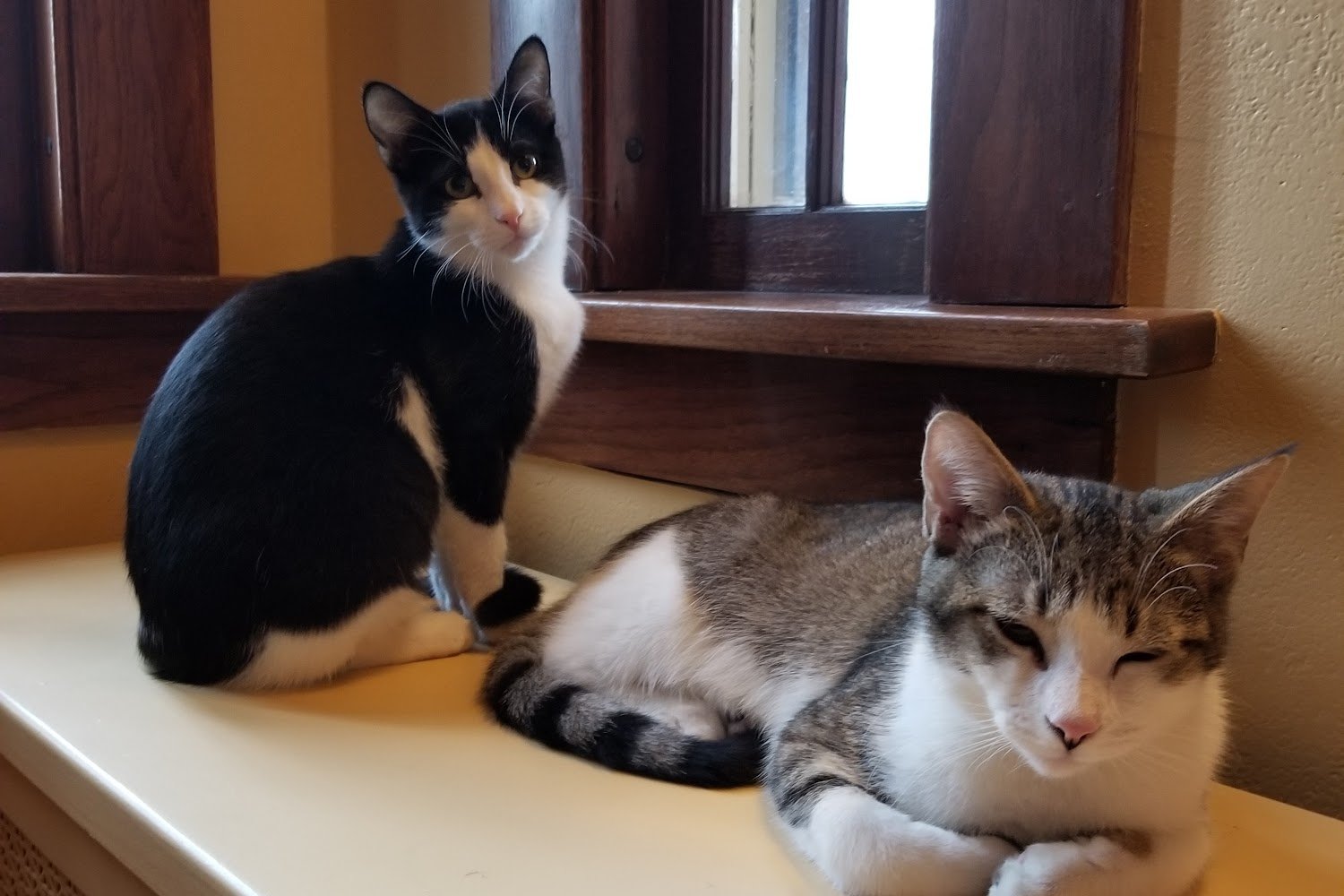 Charles City Humane Society