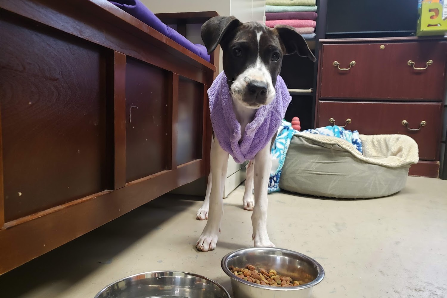 White County Animal Shelter