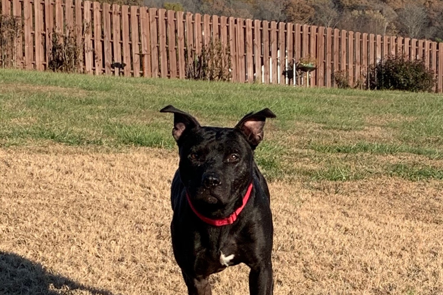 Maryville Animal Control