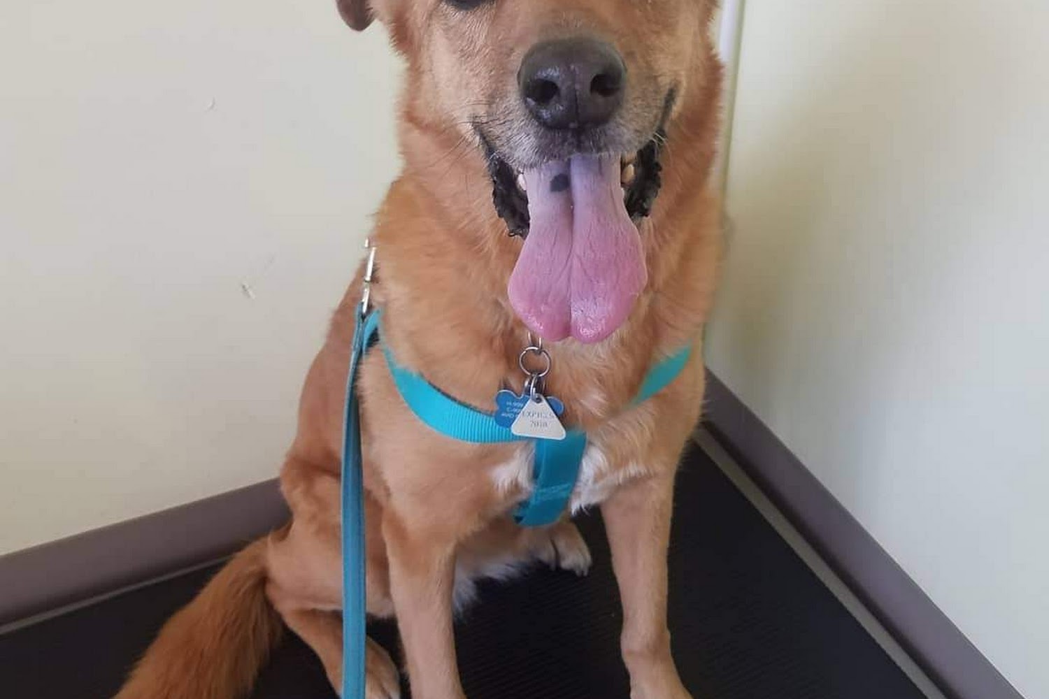 Chino Hills Parkway Pet Hospital