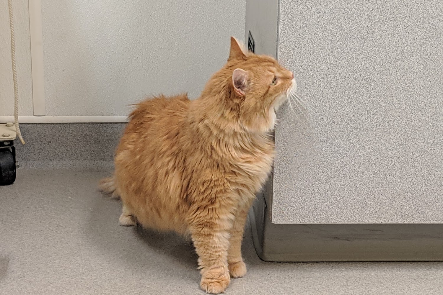 Boiling Springs Animal Hospital