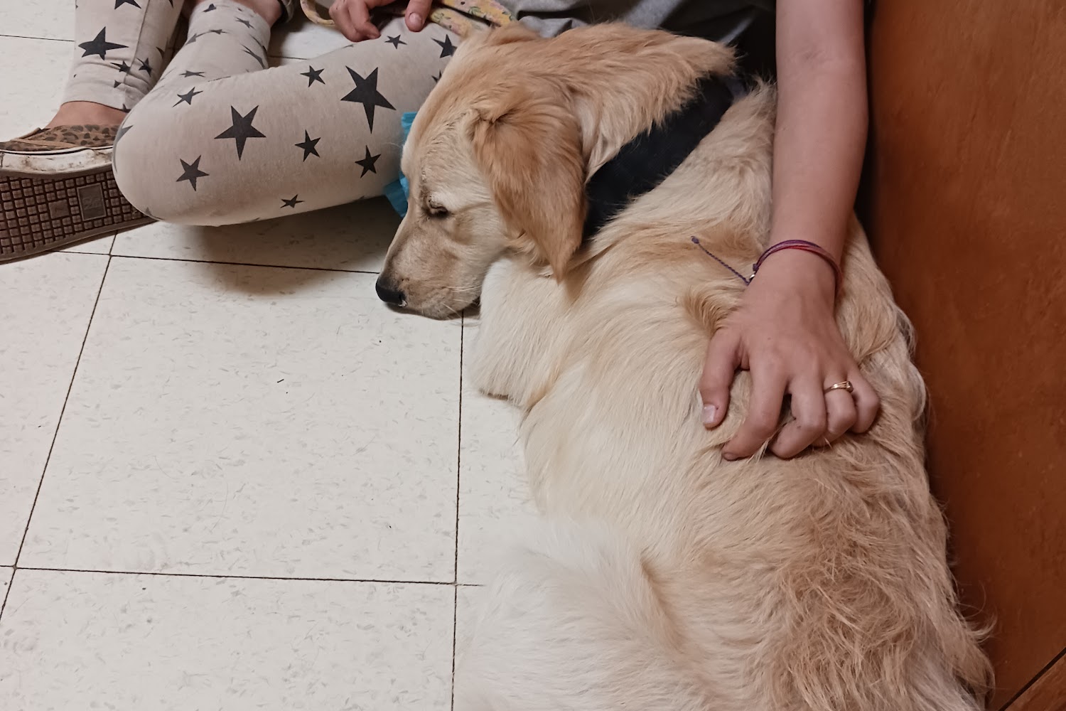 Parsons Pet Hospital