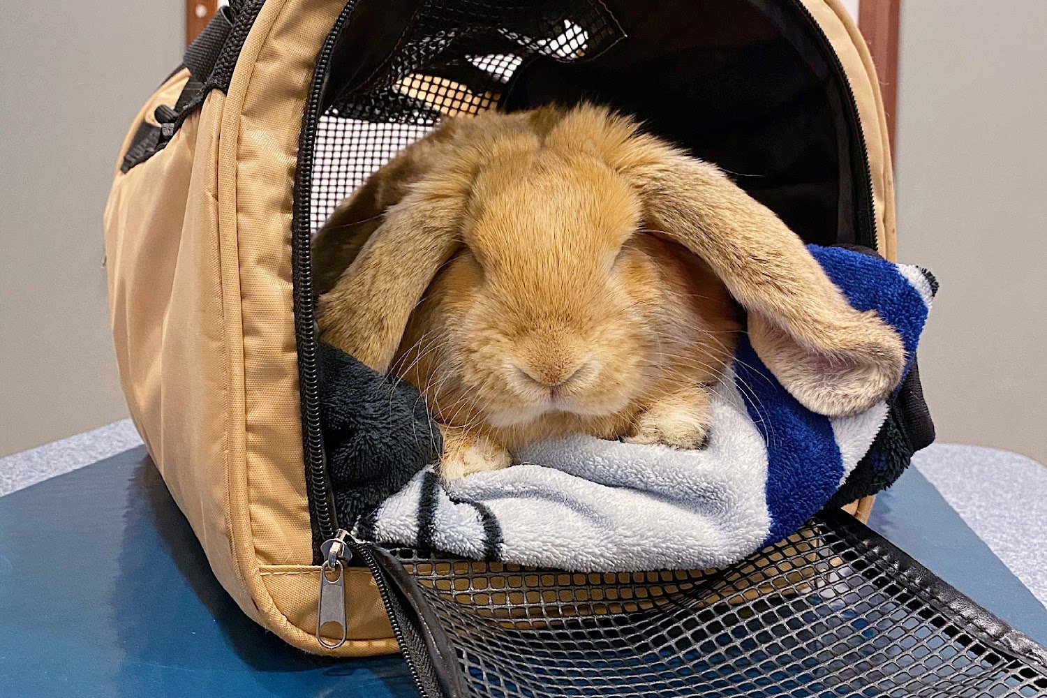 Landisville Animal Hospital