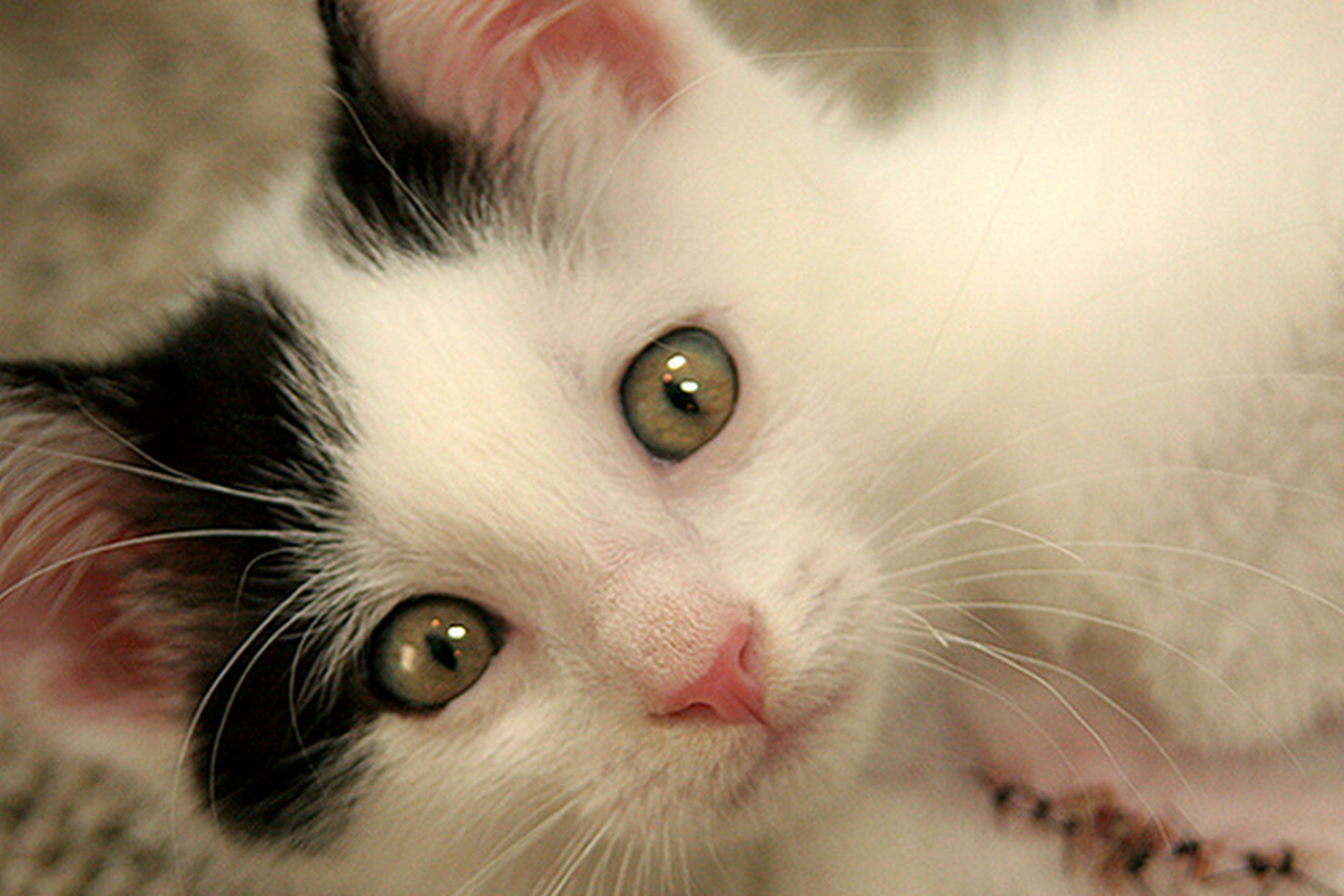 Brecksville Animal Hospital