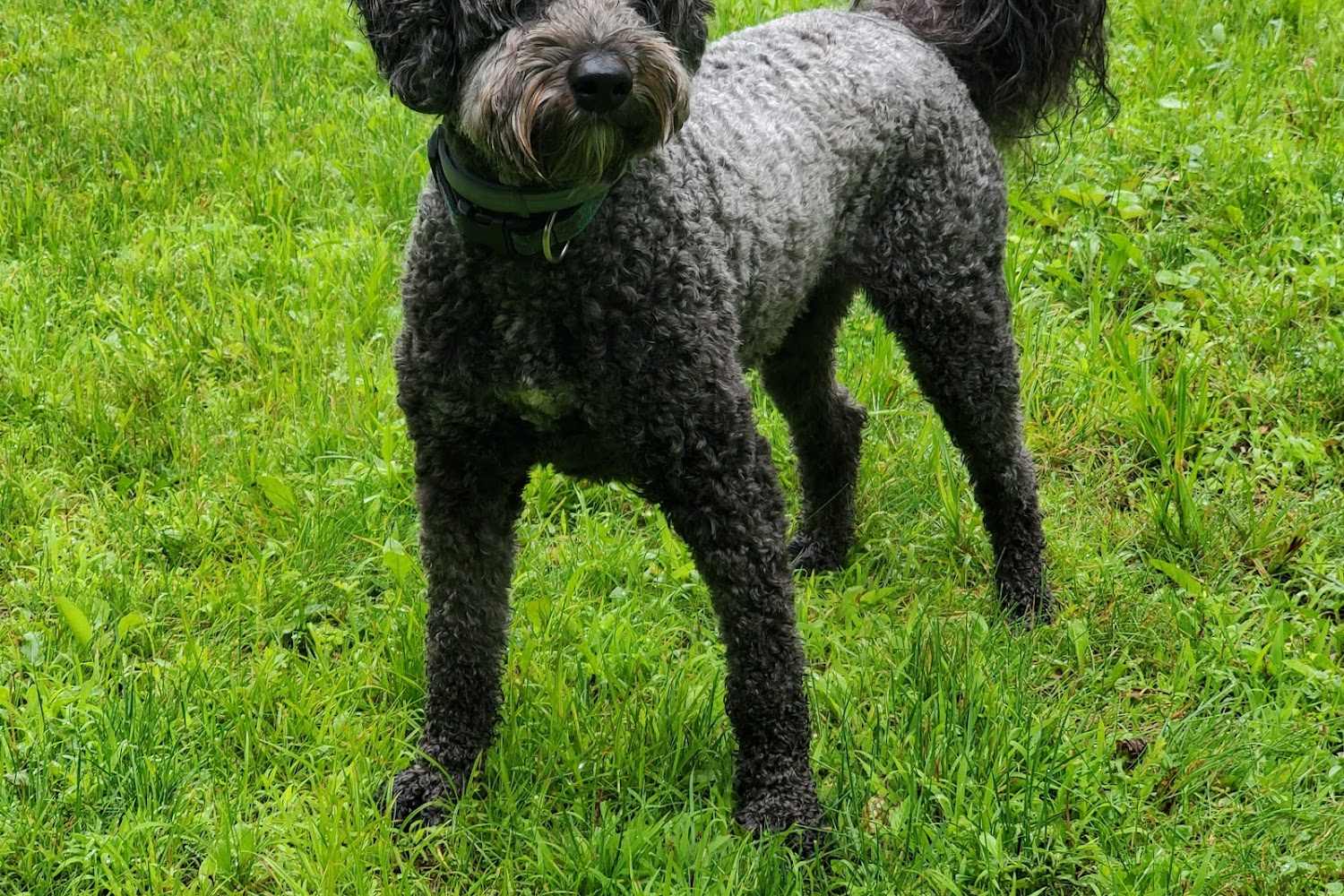 Lyme Veterinary Hospital