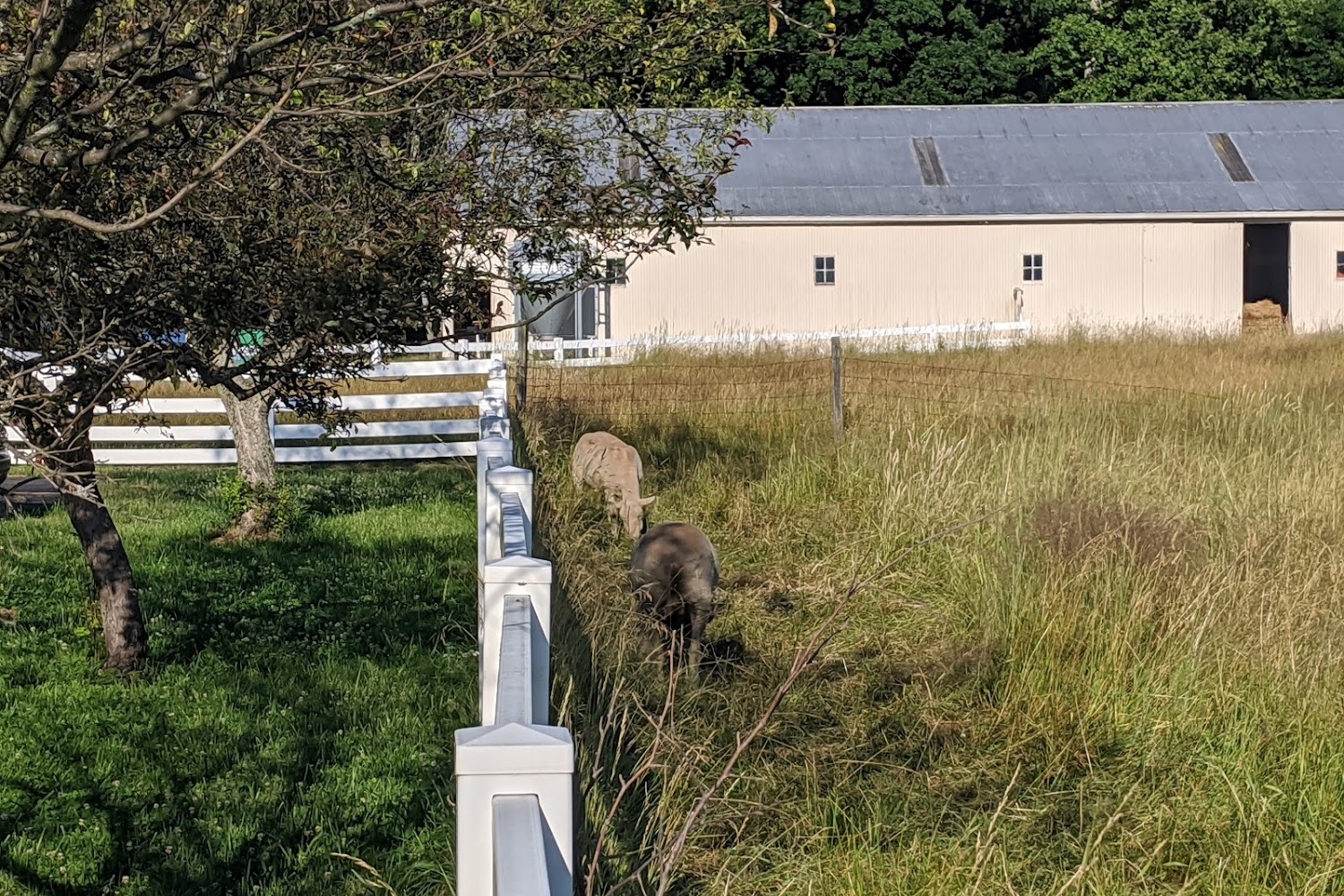 Fox Veterinary Hospital